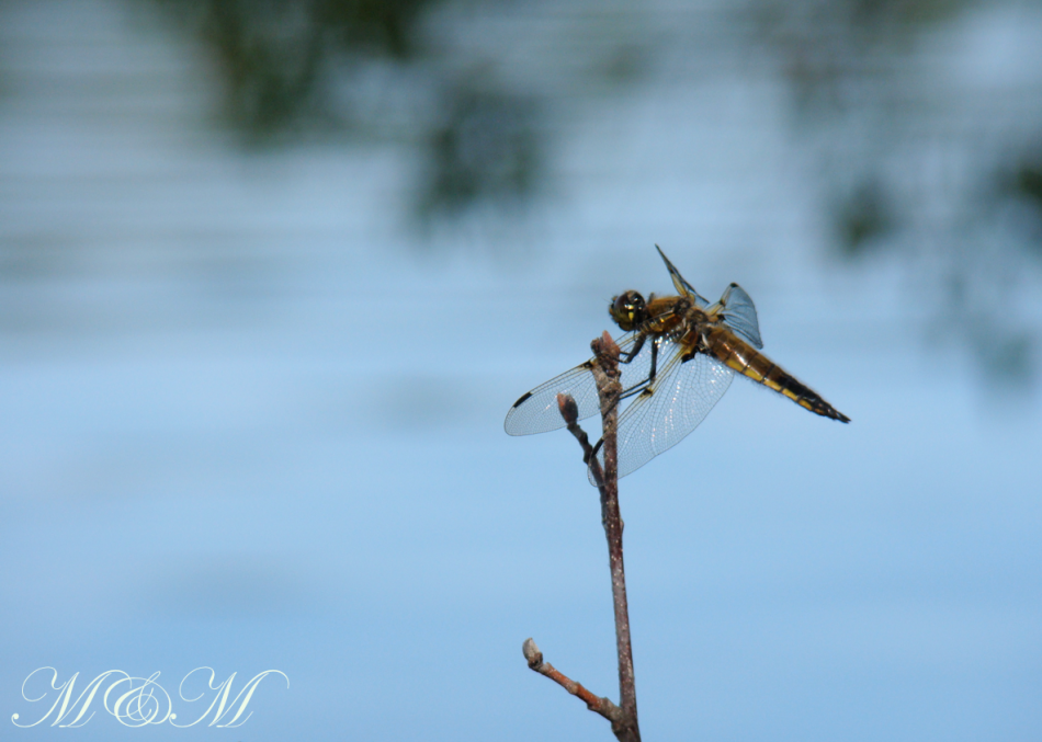 Dragonflies skimming the water eating bugs